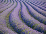 Lavender Field  Provence-Alpes-Cote D'Azur  France
