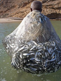 Muscat Region  Bandar Khayran  A Old Fisherman Fishes for Sardines with a Traditional Net  Oman