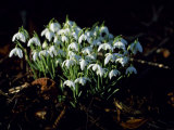Snowdrops  Lincolnshire  England