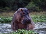 Zambezi River  Hippos Sitting in the Zambezi River  Zambia