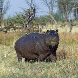 Hippo  with Red-Billed Oxpeckers (Tick Birds)  Grazes  Okavango Swamp Edge  Moremi Wildlife Reserve