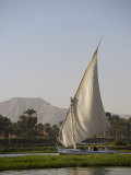 Feluccas Sailing on the Nile at Luxor  Egypt