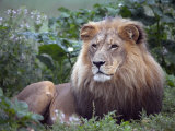 Mature Male Lion at the Africat Foundation in Namibia