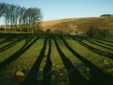 Beech Trees Cast Long Winter Shadows at Batworthy  Near Chagford