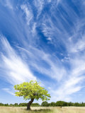 Tree and Clouds  Provence  France