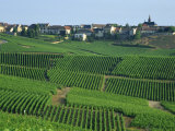 Marne  Champagne  Cramant Village and Vineyards  France