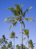Palm Trees on Ibo Island  Part of the Quirimbas Archipelago  Mozambique