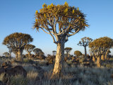 Quivertrees in a Forest  Close to the Southern Kalahari  Namibia