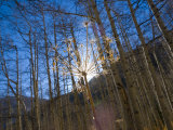 Colorado  Maroon Bells Scenic Area  USA