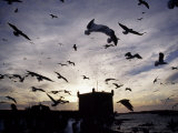 Hungry Seagulls Silhouetted Againt the Sunset in the Harbour at Essaouira  Morocco