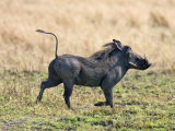 Katavi National Park  A Warthog Runs with its Tail in the Air  Tanzania