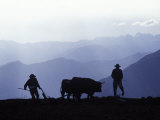 Silhouette of Ploughmen with Oxen  Colca Canyon  Peru