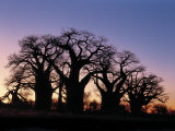 Dawn Sky Silhouettes from Grove of Ancient Baobab Trees  known as Baines' Baobabs  Botswana