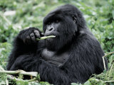 Male Mountain Gorilla  known as a 'silverback' Feeds in the Volcanoes National Park  Rwanda