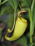 Unusual Pitcher Plant Grows in Abundance around Lac Aux Nepenthes  Madagascar
