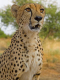 Erongo Region  Damarland  A Cheetah  Namibia