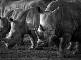 White Rhinoceros or Square-Lipped Rhinoceros Which Is One of the Few Remaining Megafauna Species