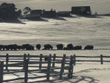 Utah  Mt Carmel Junction  Buffalo Ranch  Winter  USA