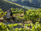 A Portuguese Woman Picks Grapes During the September Wine Harvest in Douro Valley  Portugal