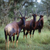 Topi Antelope in the Ishasha Area of Queen Elizabeth National Park