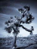 California  Joshua Tree National Park  Joshua Tree  Yucca Brevifolia  in Hidden Valley  USA