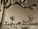 California  Joshua Tree National Park  Joshua Trees  USA