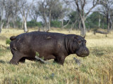 Hippo  with Red-Billed Oxpeckers (Tick Birds)  Grazes  Okavango Swamp Edge  Moremi Wildlife Reserve