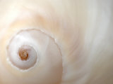 Close Up of a Shell