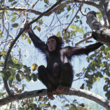 Chimpanzee Sitting in the Forest Canopy  Mahale Mountains  Eastern Shores of Lake Tanganyika