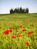 Tuscan Landscape  Tuscany  Italy