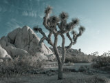 California  Joshua Tree National Park  USA