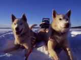 Sled Dogs 'Hiko' and 'Mika'  Resting in the Snow with Sled in the Background