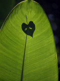 Tropical Leaves  Andromeda Gardens  Barbados