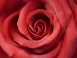 Red Rose