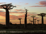 Avenue of Baobabs at Sunrise