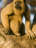 Black Howler Monkey Climbing a Tree in the UNESCO Pantanal Wetlands of Brazil