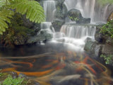 Longshan Temple Waterfall with Swimming Koi Fish  Taiwan