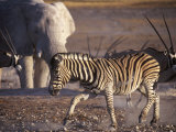 Burchells Zebra and Elephants at Waterhole