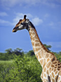 Male Giraffe in Etosha National Park  Namibia