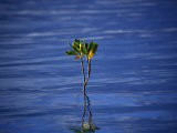Emerging Mangrove  Seychelles
