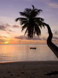 Seychelles  Mahe Island  Horizontal Palm  Fairyland Beach  Dawn