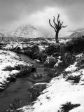 Lonely Tree in Rannoch Moor  Scotland  UK