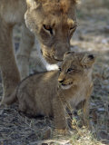 Lioness Keeps a Careful Eye on Her Cub in the Moremi Wildlife Reserve  Okavango Delta  Botswana