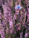 Heather with Butterfly  England