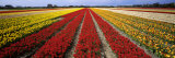 Tulip Fields  Holland