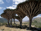 Endemic Dragon's Blood Trees Grow Among Socotran Desert Roses in the Homhil Mountains