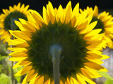 Sunflowers in the Morning Light  Provence  France