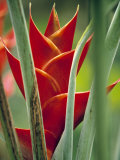 Helliconias  Rarotonga  Cook Islands