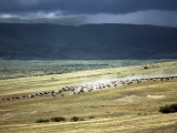 Wildebeest Stampede on the Dry Grassy Plains on the West Side of the Ngorongoro Highlands