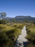 Final Stretch of Overland Track to Narcissus Hut  Mount Olympus on Shores of Lake St Clair in Back